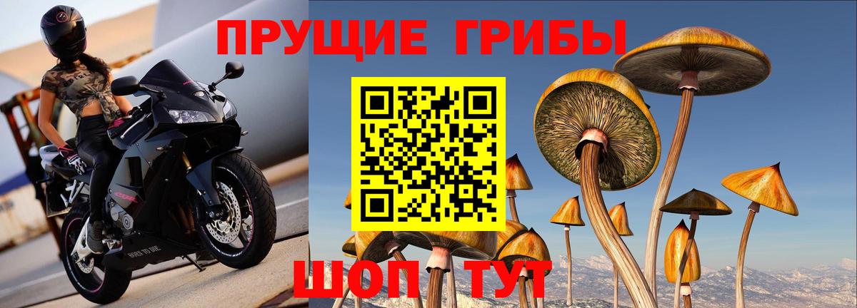 Псилоцибиновые грибы Cubensis Ульяновск